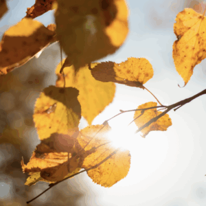 Breathing Space Retreat (28th-30th November)